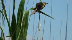 Acrocephalus arundinaceus