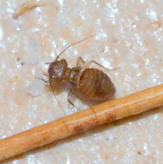 Ectopsocus vachoni