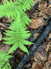 Phegopteris connectilis