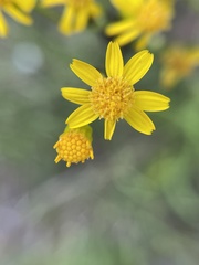 Packera schweinitziana