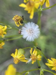 Packera schweinitziana