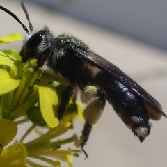 Andrena agilissima