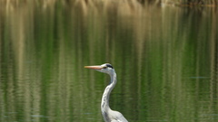 Ardea cinerea