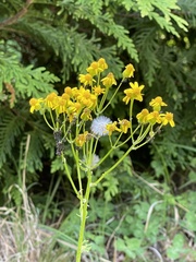 Packera schweinitziana