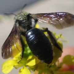 Andrena agilissima