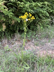 Packera schweinitziana