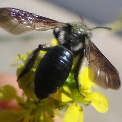 Andrena agilissima