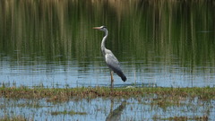 Ardea cinerea