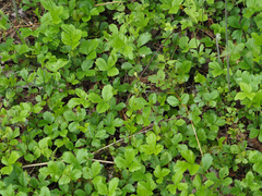 Waldsteinia