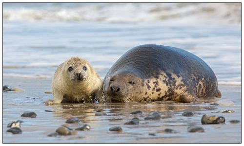 Grey Seal