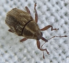 Trichosirocalus