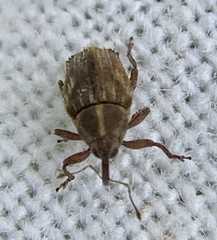 Trichosirocalus