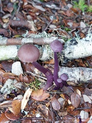 Laccaria masoniae