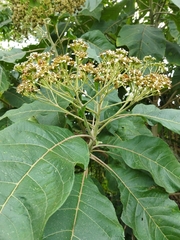 Critoniella acuminata