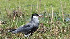 Chlidonias hybrida