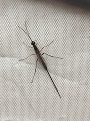 Poemeniinae