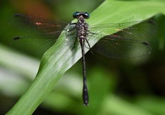 Heliogomphus kelantanensis