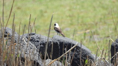 Oenanthe melanoleuca