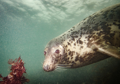 Grey Seal photo 1