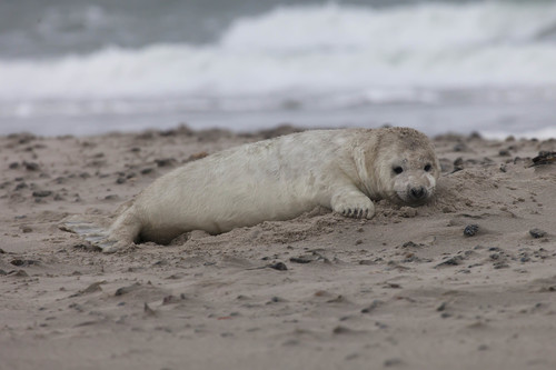 Grey Seal