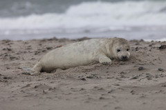 Grey Seal photo 5