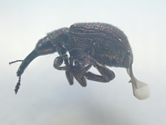 Involvulus cupreus