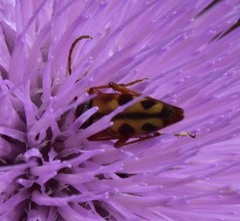 Typocerus octonotatus