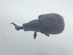 Involvulus cupreus
