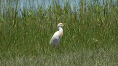 Bubulcus ibis