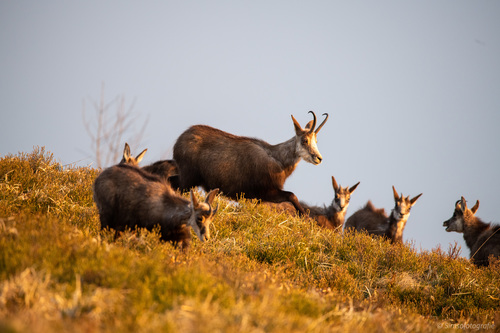 Wild Alpine Chamois  African animals, Animals wild, Animals