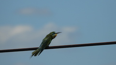 Merops persicus