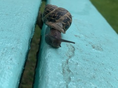 Cornu aspersum