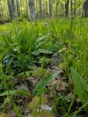 Carex assiniboinensis