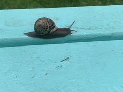 Cornu aspersum