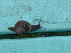 Cornu aspersum