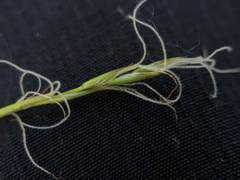 Carex assiniboinensis