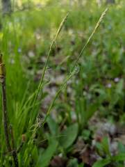 Carex assiniboinensis