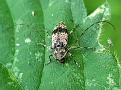 Leiopus femoratus