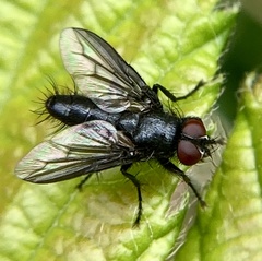 Nyctia halterata
