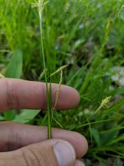 Carex assiniboinensis