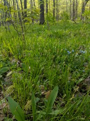 Carex assiniboinensis