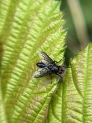 Nyctia halterata