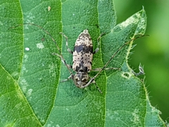 Leiopus femoratus