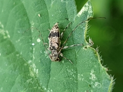Leiopus femoratus