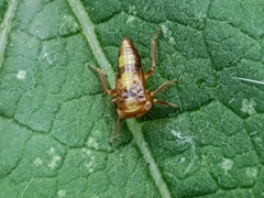 Rhytidodus decimusquartus