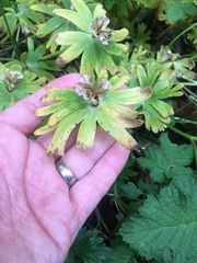 Eranthis