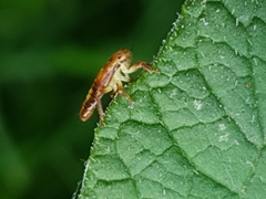 Rhytidodus decimusquartus