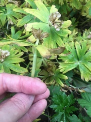 Eranthis