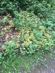 Eranthis