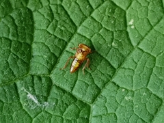 Rhytidodus decimusquartus